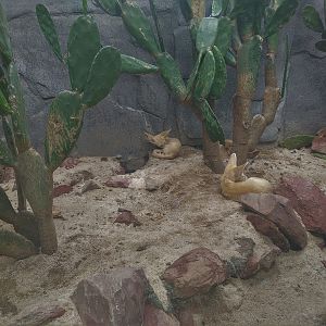 Fennec Fox Exhibit