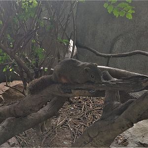 Red-bellied Tree Squirrel