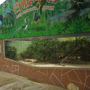 Lady Amherst's Pheasant Exhibit