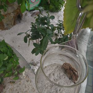 Tarantula Pot
