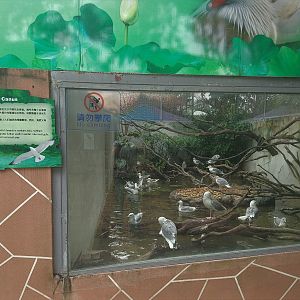 Common Gull Exhibit