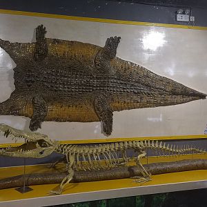 Crocodile Skin and Skeleton