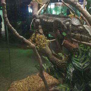 Oustalet's Chameleon