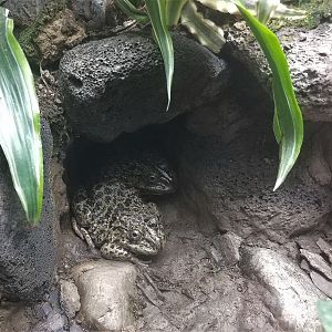 Asian Painted Bullfrog