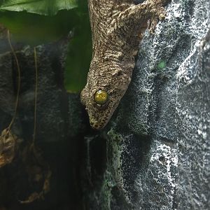 Gecko ID