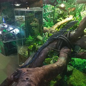 Emerald Tree Monitor