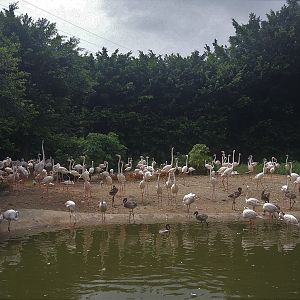 Greater Flamingo Exhibit