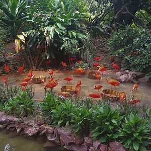 Scarlet Ibis Exhibit