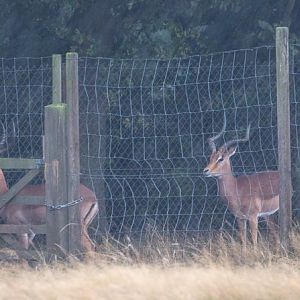 Impala : Whipsnade : 22 Sep 2019