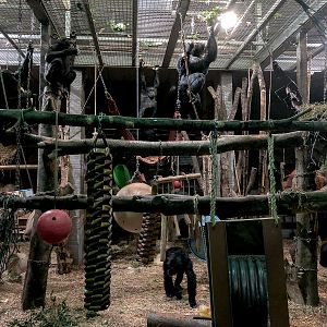 Chimpanzee (exhibit) : Whipsnade : 22 Sep 2019