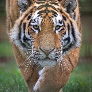 Amur tiger : Whipsnade : 22 Sep 2019