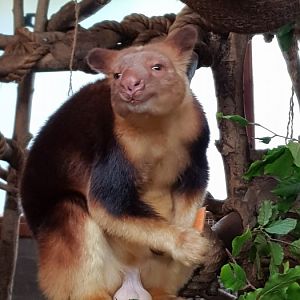 Tree kangaroo