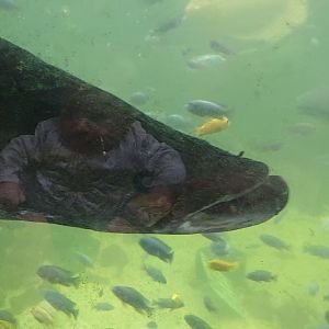 Baby eaten by Arapaima ?