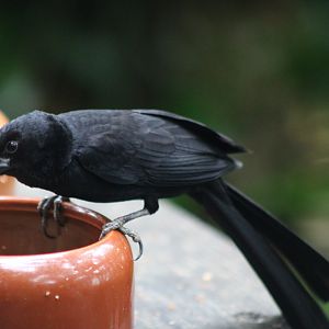 Jackson's widowbird - Euplectes jacksoni - male