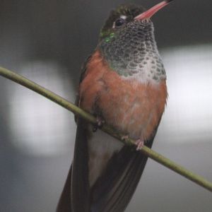 Emerald hummingbird - Amazilia amazilia