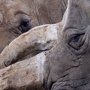 White rhinoceros : Whipsnade : 22 Sep 2019