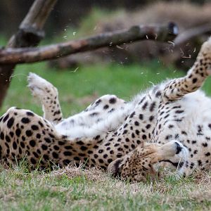 Cheetah : Whipsnade : 22 Sep 2019
