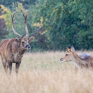 Barasingha : Whipsnade : 22 Sep 2019