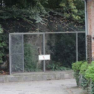 Tawny owl and Malayan wood-owl aviary
