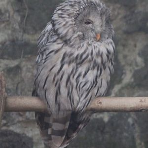 Ural owl