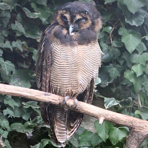 Malayan wood-owl