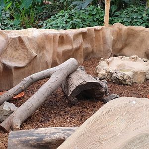 Enclosure Hairy armadillo