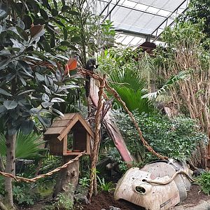 Saki and Tamarin island in the Oasis