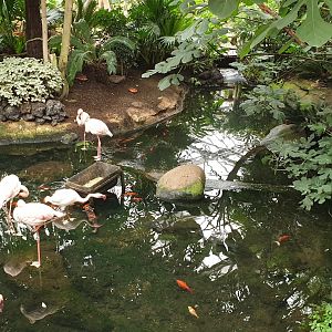 Lesser flamingo pool