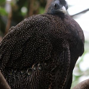Argus pheasant