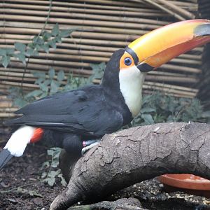 Toco toucan
