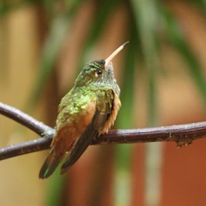Emerald hummingbird - Amazilia amazilia