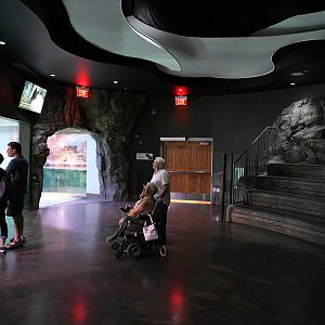 Penguin Chill - upper viewing area