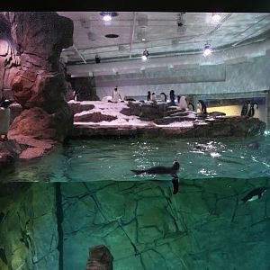 Penguin Chill - main exhibit