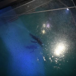 Penguin Chill - acrylic floor panel