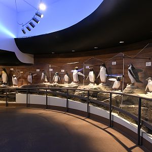 Penguin Chill - life size penguin diorama