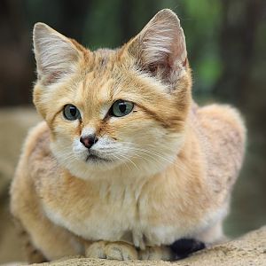 Sand Cat Exmoor Zoo