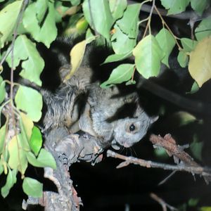 Northern Chinese flying squirrel