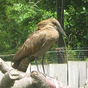 Hamerkop