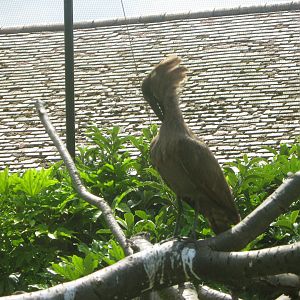 Hamerkop Preening