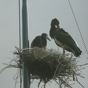 Nesting Abdim's Storks