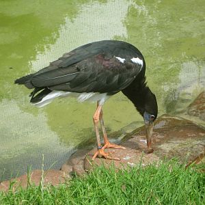 Abdim's Stork