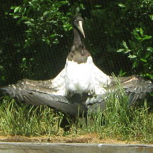 Sunbathing Abdim's Stork
