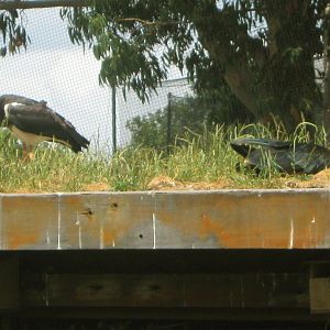 Abdim's & Asian Woolly-Necked Stork