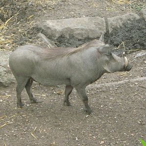 Warthog Sow