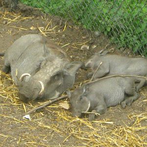 Warthog Sow & Piglets