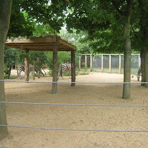 Plains Zebra Exhibit