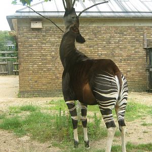 Okapi