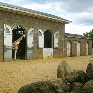 Rothschild's Giraffe Exhibit