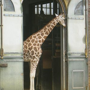 Rothschild's Giraffe