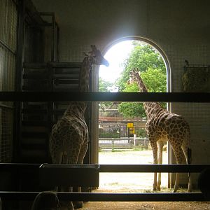 Rothschild's Giraffe Indoor Viewing